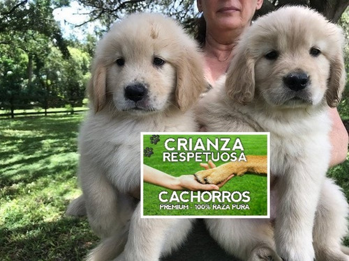 Golden Retriever Cachorros Puros 100% (incluye Kit Del Bebé)