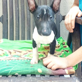 Cachorro Bull Terrier