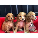 Espectaculares Cachorros Cocker Spaniel Mascotas Rionegro