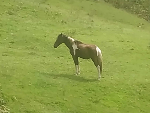 Cavalo Pampa 8 Anos