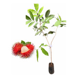 Kit 2 Mudas De Rambutan,rambutão,lichia Peluda 80 Cm