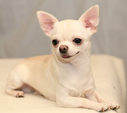 Cachorro Chihuahua Blanco Cabeza De Manzana 026