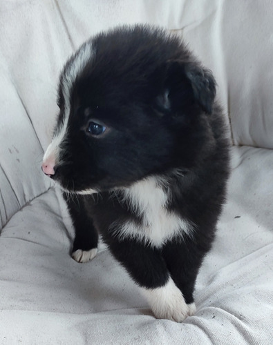 Cachorros Bordear Collie 