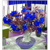 50 Semillas Rosas Del Desierto Adenium Azul Nuevos Colores 