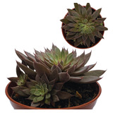 Mudas Suculentas Graptoveria Rusby Plantas Colecionador