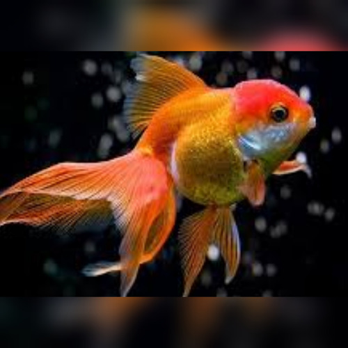 Peixe Kinguio Oranda Matriz