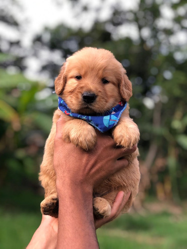 Golden Retriever Macho 