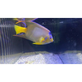 Peixe Marinho Anjo Ciliaris Gigante (20cm) - Raro