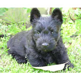 Scottish Terrier (scotch), Divinos Cachorritos Pedigree, Msi