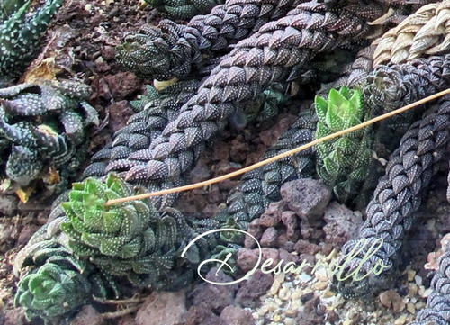 Haworthia Reinwardtii - Plántula 10cm - Cultivo En 3pulgadas