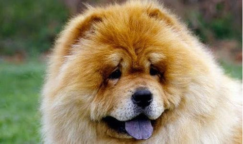 Chow Chow Filhotes Fofos Fofinhos