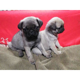 Cachorras Pug