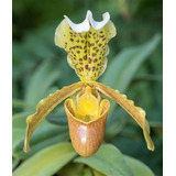 2 Orquídeas Paphiopedilum Y Gongora