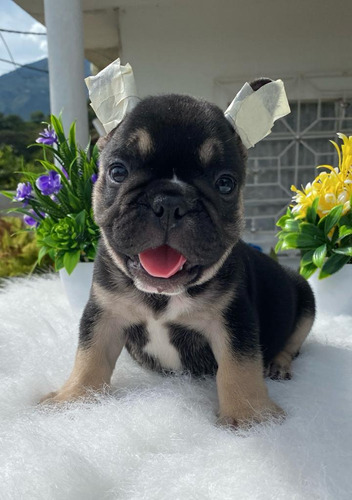 Cachorros Bulldog Francés 