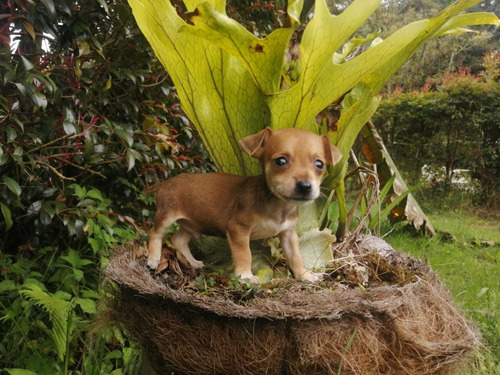 Cachorros Pinscher Macho