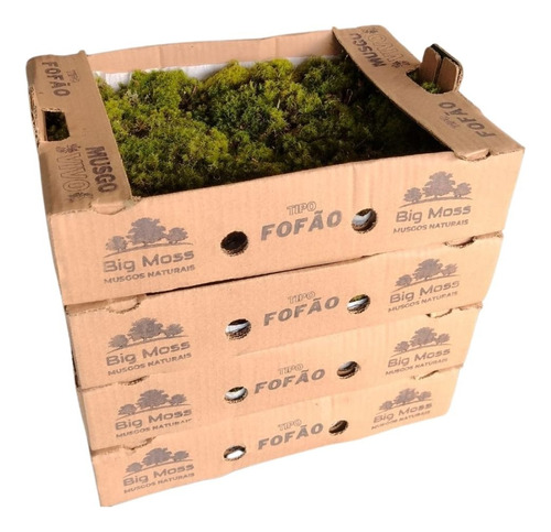 Musgo Fofão Vivo Verde Para Arranjos E Bonsai Kit 4 Cxs