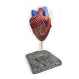 Figura Decorativa Para Escitorio, Modelo De Corazón Humano