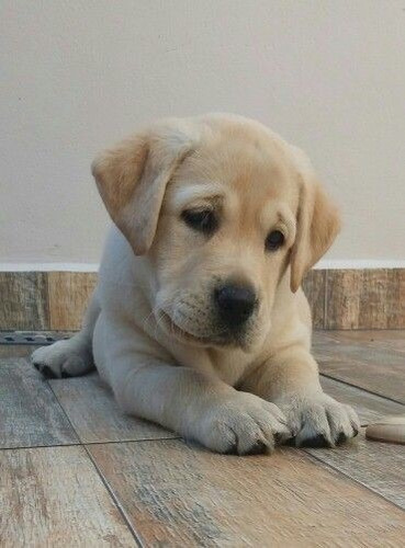 Labrador Bondadoso 