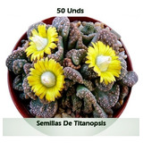 Semillas Planta Piedra Titanopsis Colección 50 Unidades 
