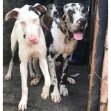 Lindíssimos Filhotes De Dogue Alemão Merle E Arlequim