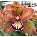 Orquideas Cymbidium Planta Adulta Varios Bulbos Para Florear