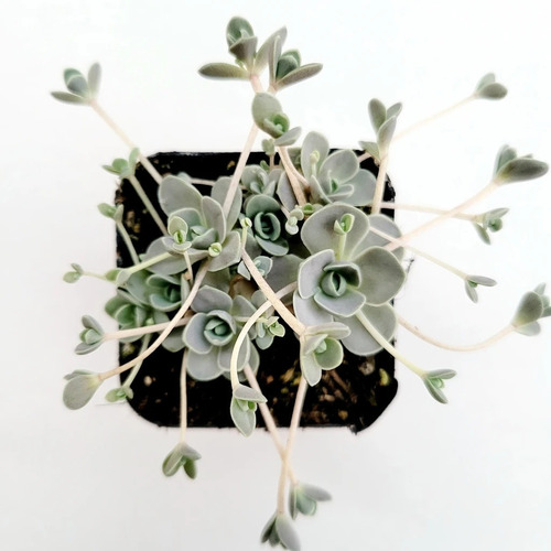 Suculenta Orostachys Furusei - Lindíssima E Rara