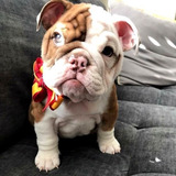 Cachorros Bulldog Ingles Perros Disponibles Mascotas Pets