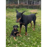 Espectaculares Cachorros Doberman De La Mejor Genética 