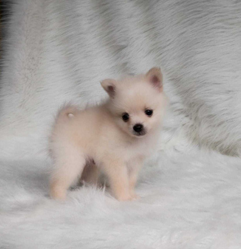 Cachorro Pomerania Lulu Macho