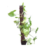 Tutor Para Plantas De Musgo Sphagnum 80 Cm - Horus Grow -