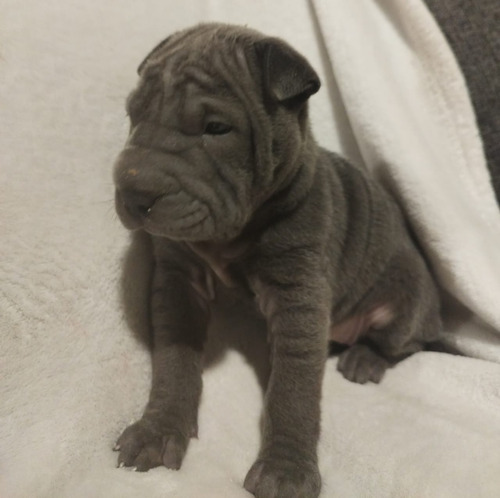 Sharpei Blue Hembrita. Precio De Seña. 