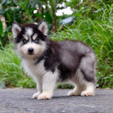 Cachorros Husky Siberiano 