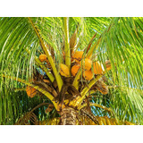 Palma De Coco Amarillo ( Cocos Nucifera ) Más Semillas 