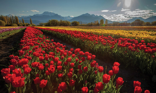 13- Tulipanes De Trevelin, Chubut 33 X 49cm.