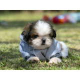 Shih Tzu Imperial Miniatura Machos Aptos Para Pedigree Aekc