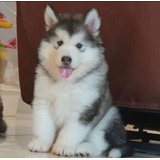 Cachorros Alaska Malamute 