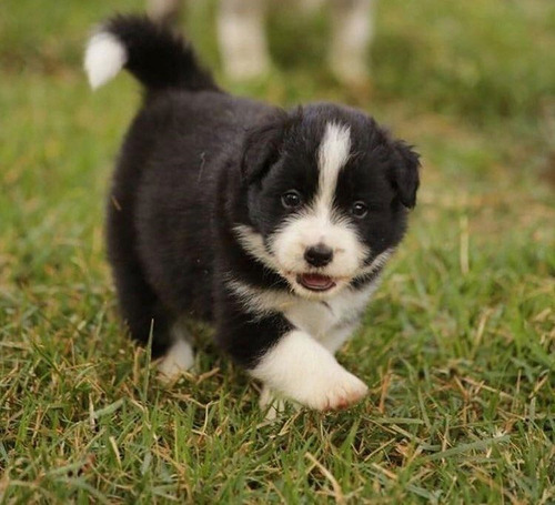 Border Collie Linaje  Importado 52