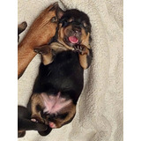 Rottiweiler Cachorro