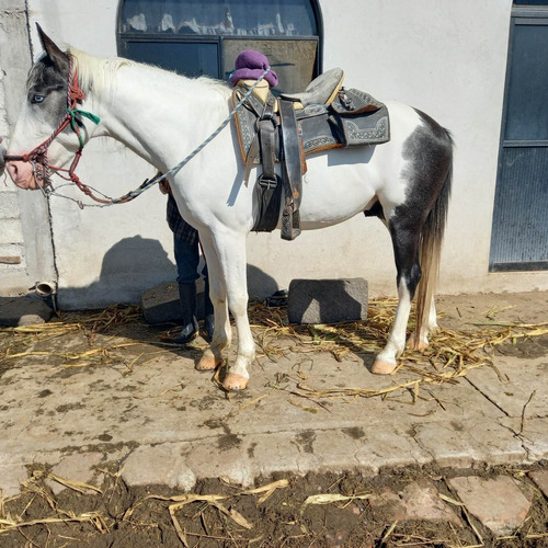 Caballo Pinto Semental