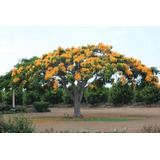 30 Flamboyant Amarelo Delonix Regia Bonsai Sementes P/ Mudas