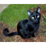 Gato Negro De 8 Meses En Adopcion Responsable