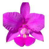 Orquídea Cattleya Walkeriana 7 Bulbos Adulta Já Florindo