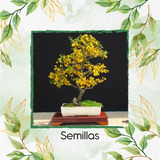 40 Semillas De Bonsái Acacia retinodes