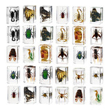 Z 30 Pisapapeles De Resina Para Especímenes De Insectos,