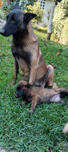 Perros Pastor Belga Cachorros 