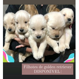 Vendo Filhotes De Golden Retriever Com Pedigree.