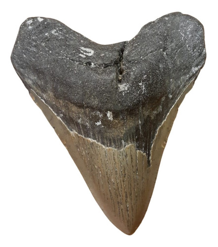 Diente Tiburon Megalodon Grande Certificado Autenticidad