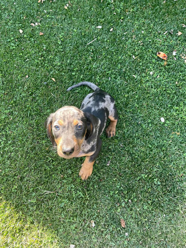 Hermosos Cachorros Salchichas Dachshunds Arlequín Mini