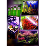 Kit Abonos Plantas Acuario Plantado Hierro, Fosforo, Potasio