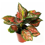 Muda De Aglaonema Tigrada Chatuchak - Planta Rosa Vermelha